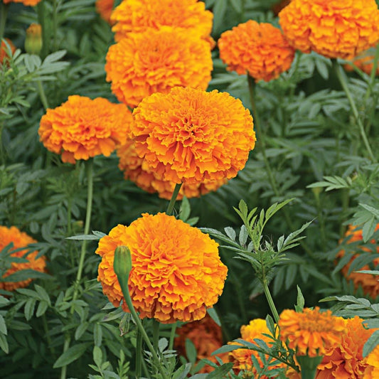 Orange Giant Marigold, 6 Pack