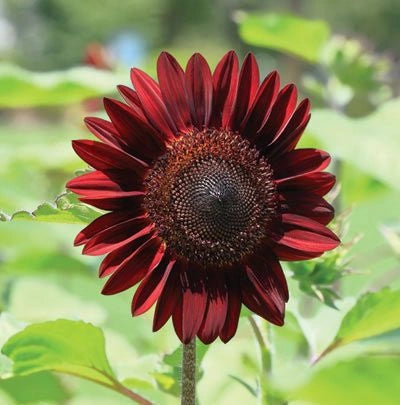 Moulin Rouge Sunflower, 6 pack