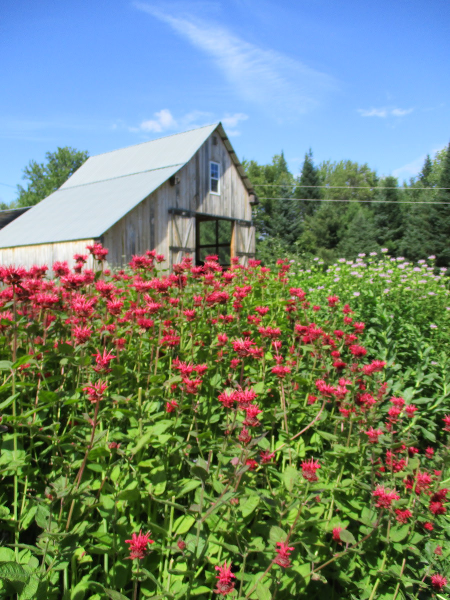 Panorama, Red Bee Balm