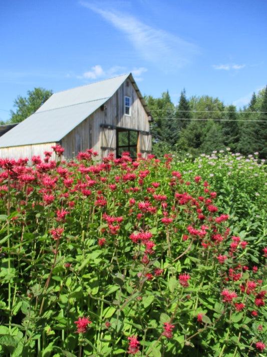 Panorama, Red Bee Balm