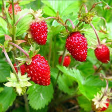 Alexandria Alpine Berry
