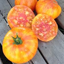 Beauty King Tomato