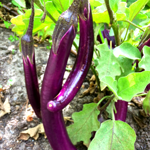 Ping Tung Eggplant