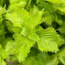 Green Shiso