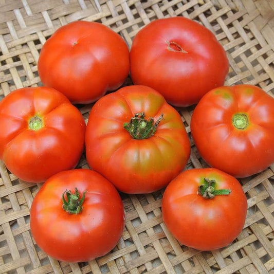 Marmande Tomato