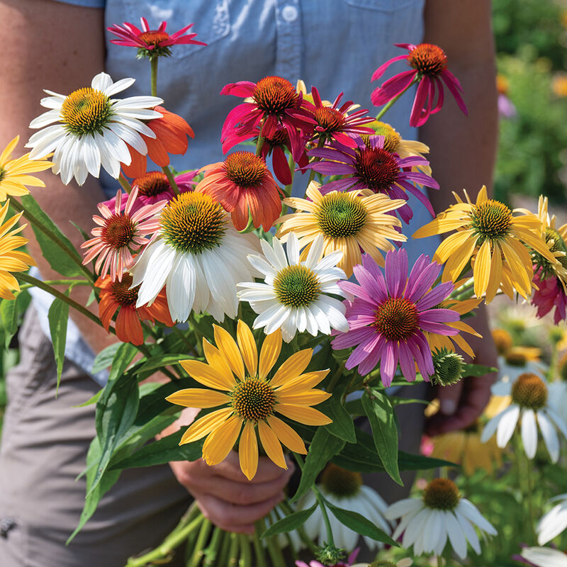 Echinacea 'Paradiso'