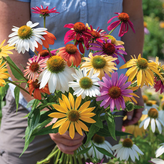 Echinacea 'Paradiso'