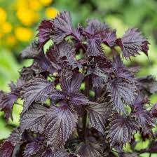 Red Shiso