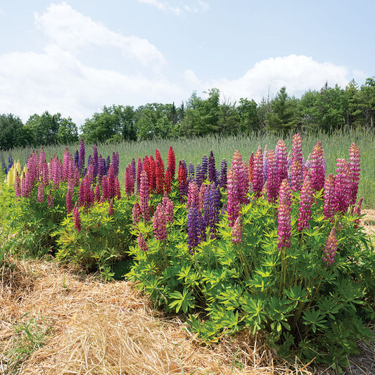 Russell Mix Lupine