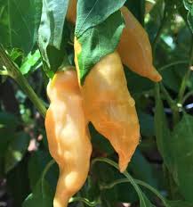 Sugar Rush Peach Pepper
