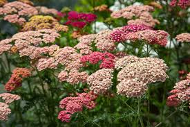 Summer Berries Yarrow