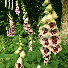 Giant Spotted  Foxglove