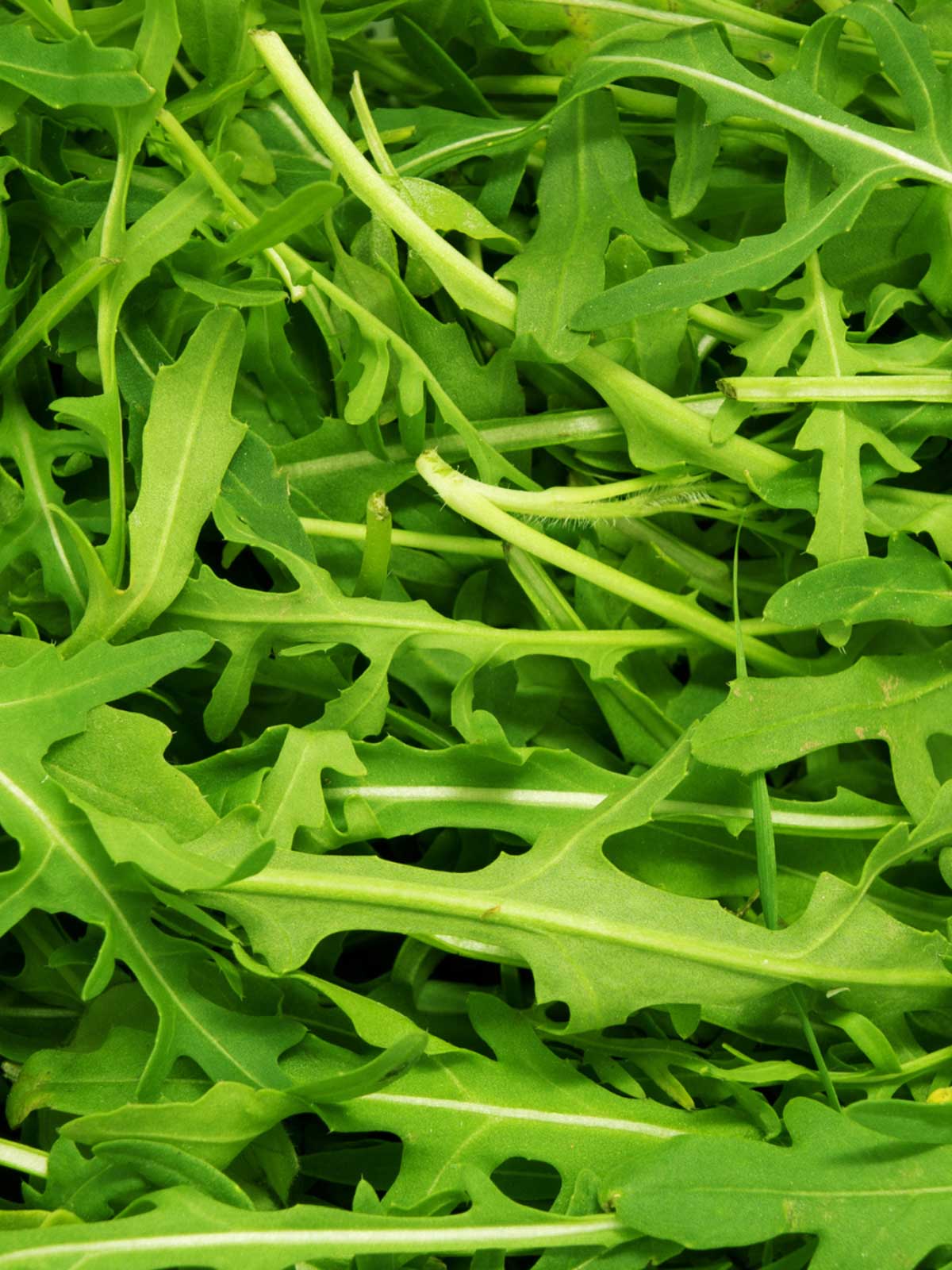 Arugula, bag
