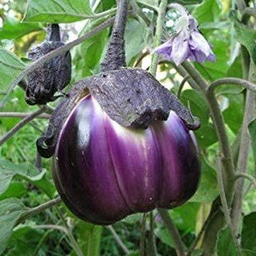 Violetta di Firenze