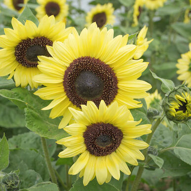 Valentine Sunflower, 6 pack