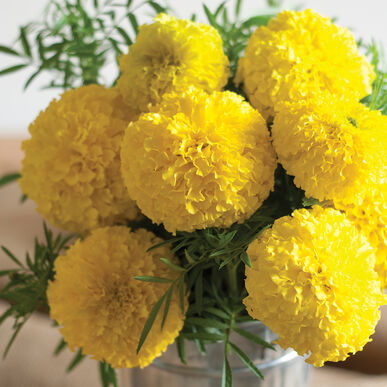 Yellow Giant Marigold, 6 Pack