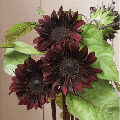 Red Hedge Sunflower, 6 pack