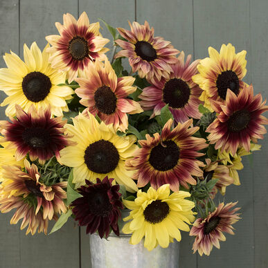 Strawberry Lemonade Sunflowers, 6 pack