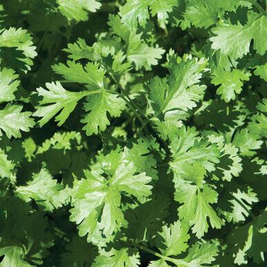Cilantro 6 pack