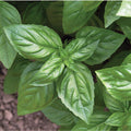 Genovese Basil