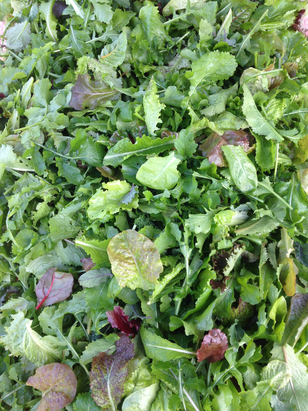 Salad Mix