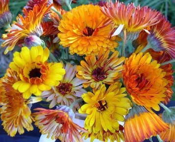 Calendula 'Flashback'