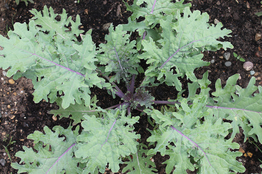 Red Russian Frills Kale, 6 pack