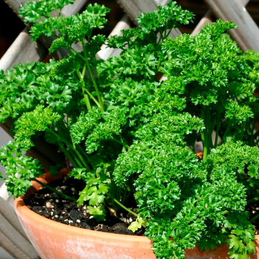 Moss Curled Parsley Plant