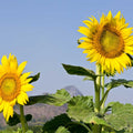 Mammoth Grey Stripe Sunflower, 6 pack