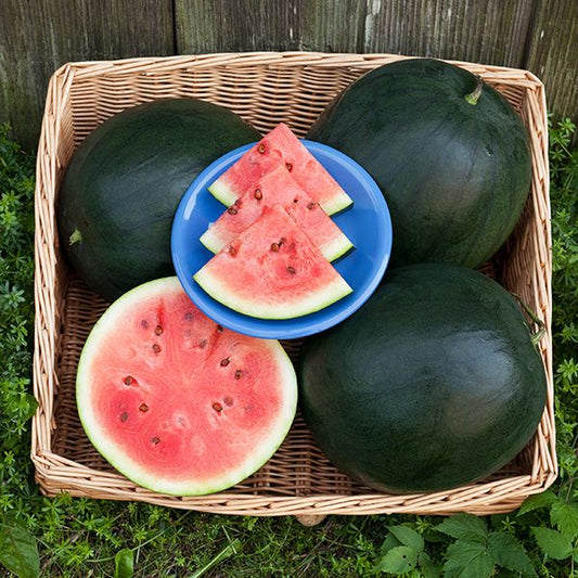 Blacktail Mountain Watermelon