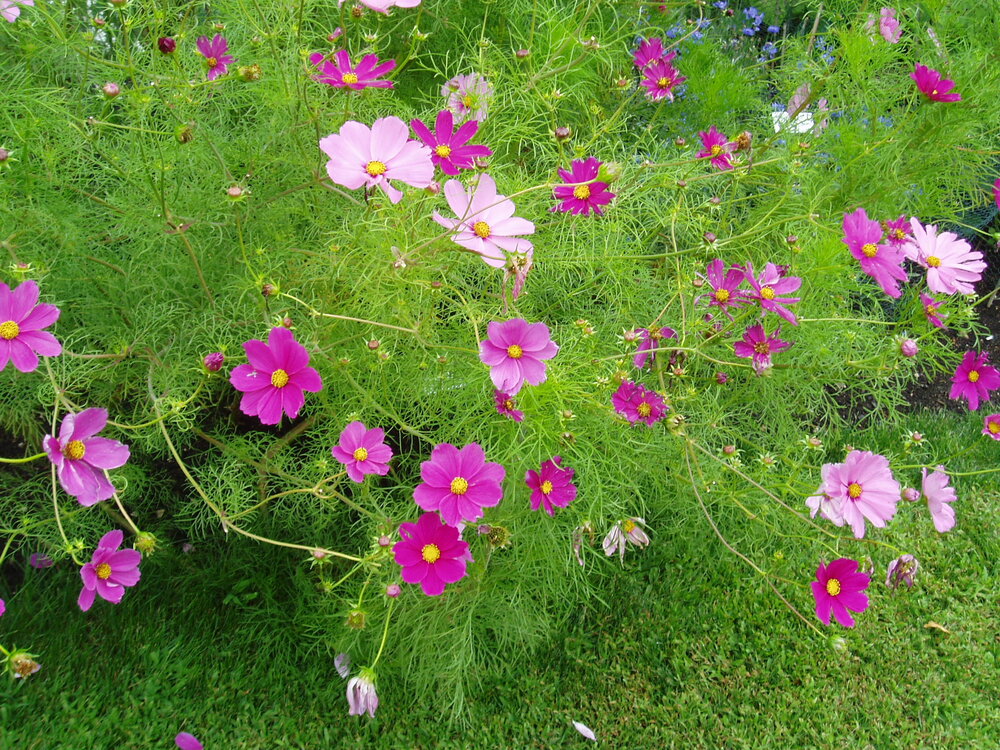 Cosmos Sensation 6 pack