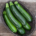 Dark Star Green Zucchini