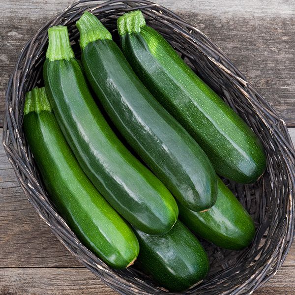 Dark Star Green Zucchini