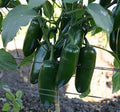 Early Jalapeño