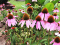 Purple Coneflower