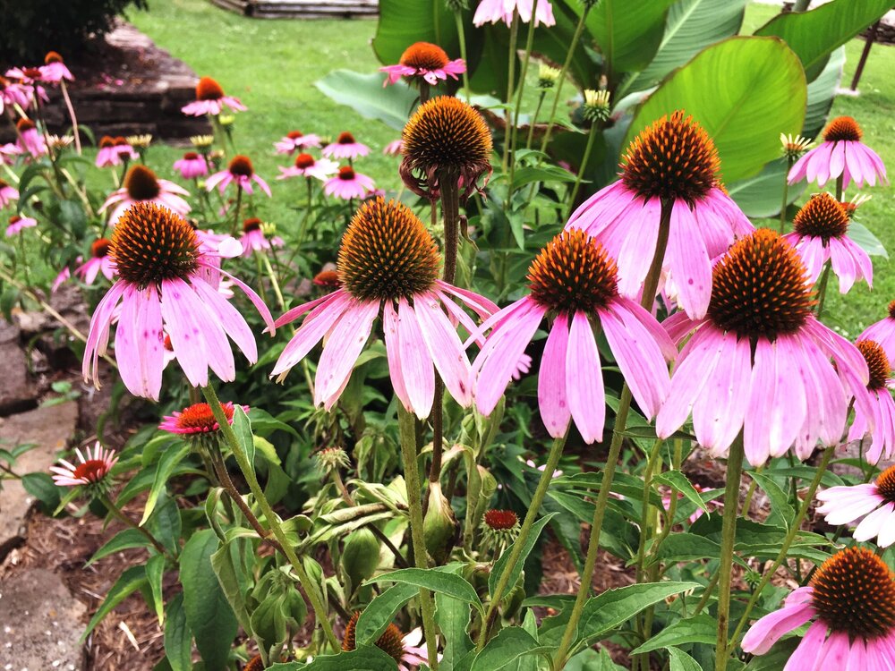 Purple Coneflower