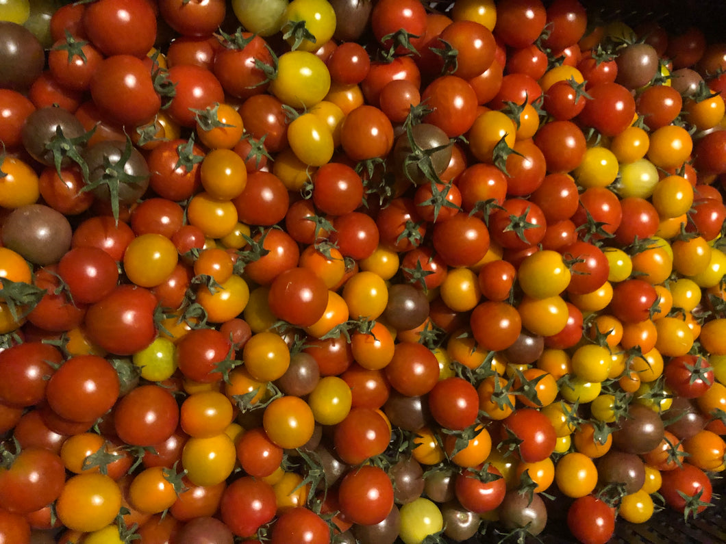 Cherry Tomato, pint