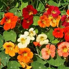 Nasturtium, Jewel Mix 6 pack