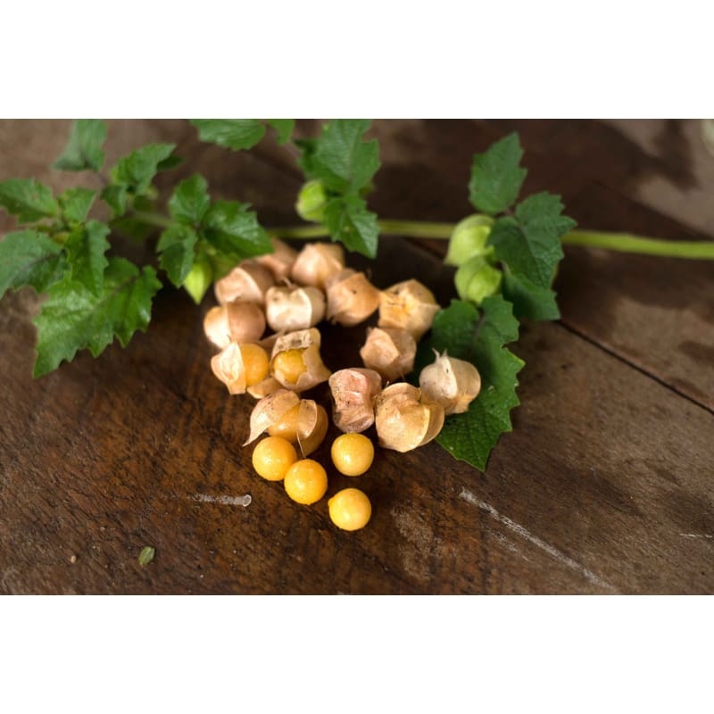 Pineapple Ground Cherry