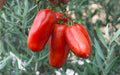 San Marzano