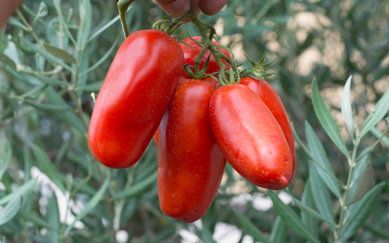 San Marzano