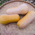 Sonca Butternut