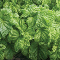 Tuscany Basil