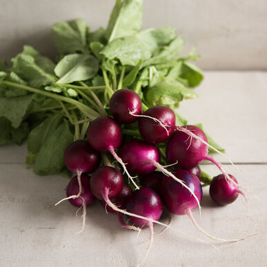 Purple Radish Bunch