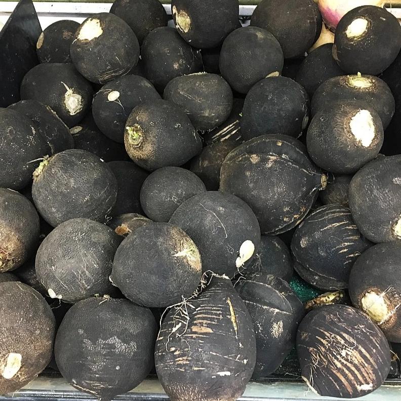 Black Radish, bunch