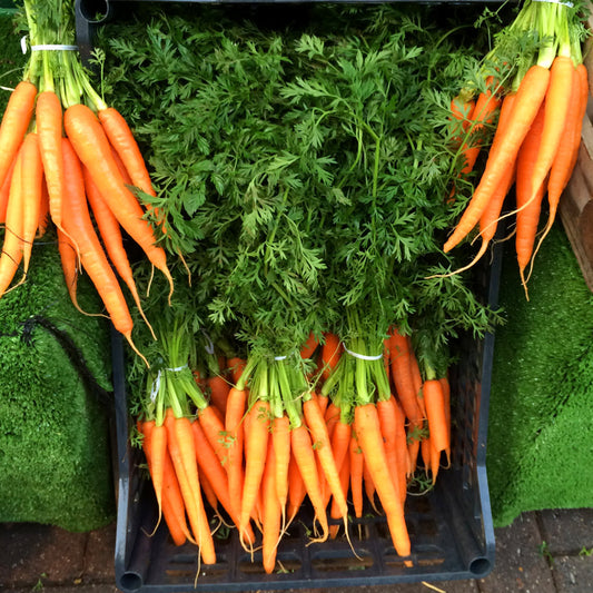 Carrots, bunch