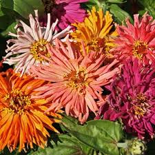 Cactus Zinnia, 6 pack
