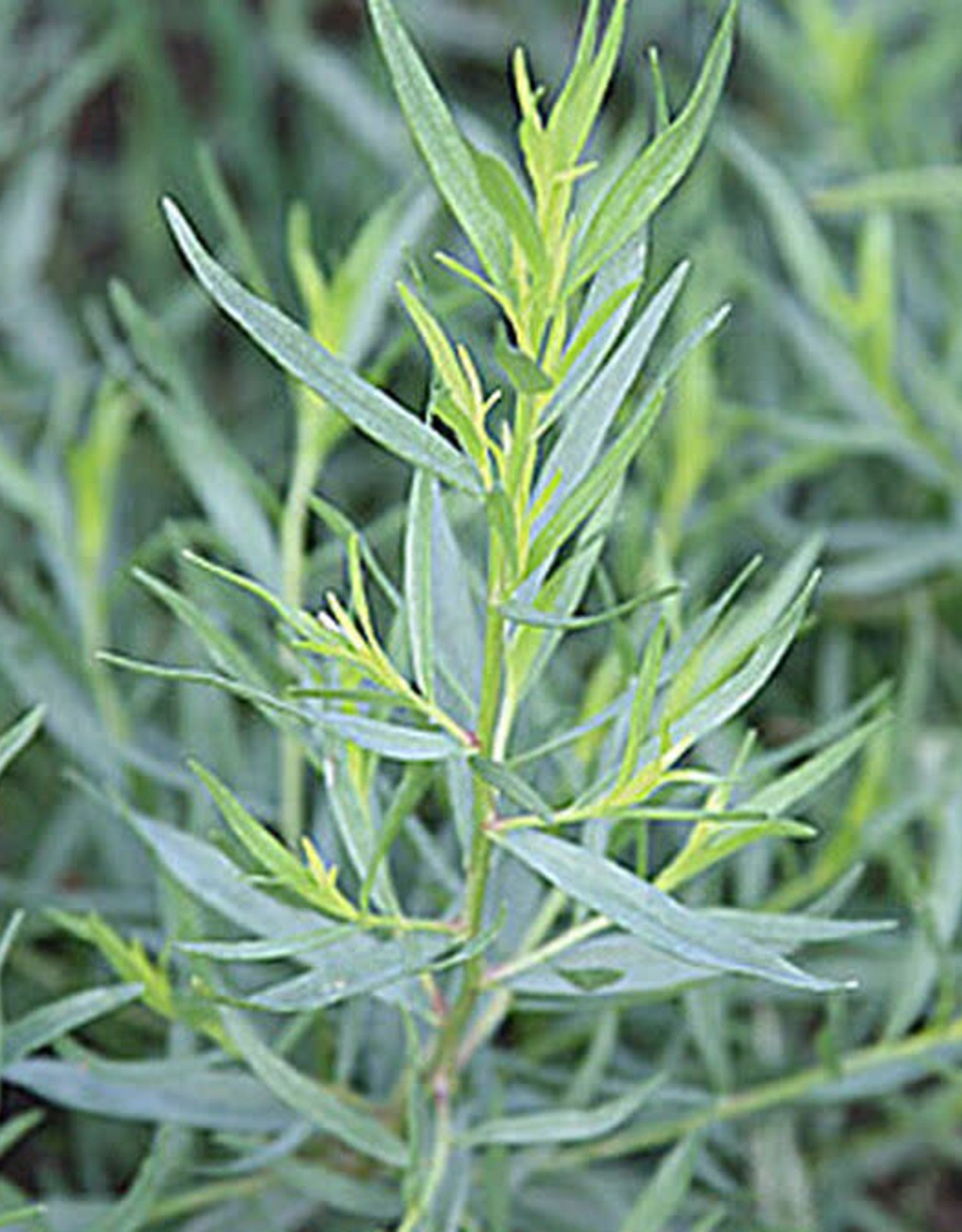 French Tarragon