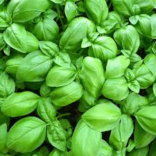 Genovese Basil, bag 2.5 oz