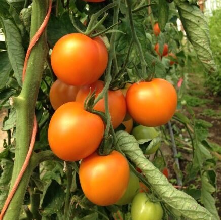 Jaune Flamme Tomato Plant